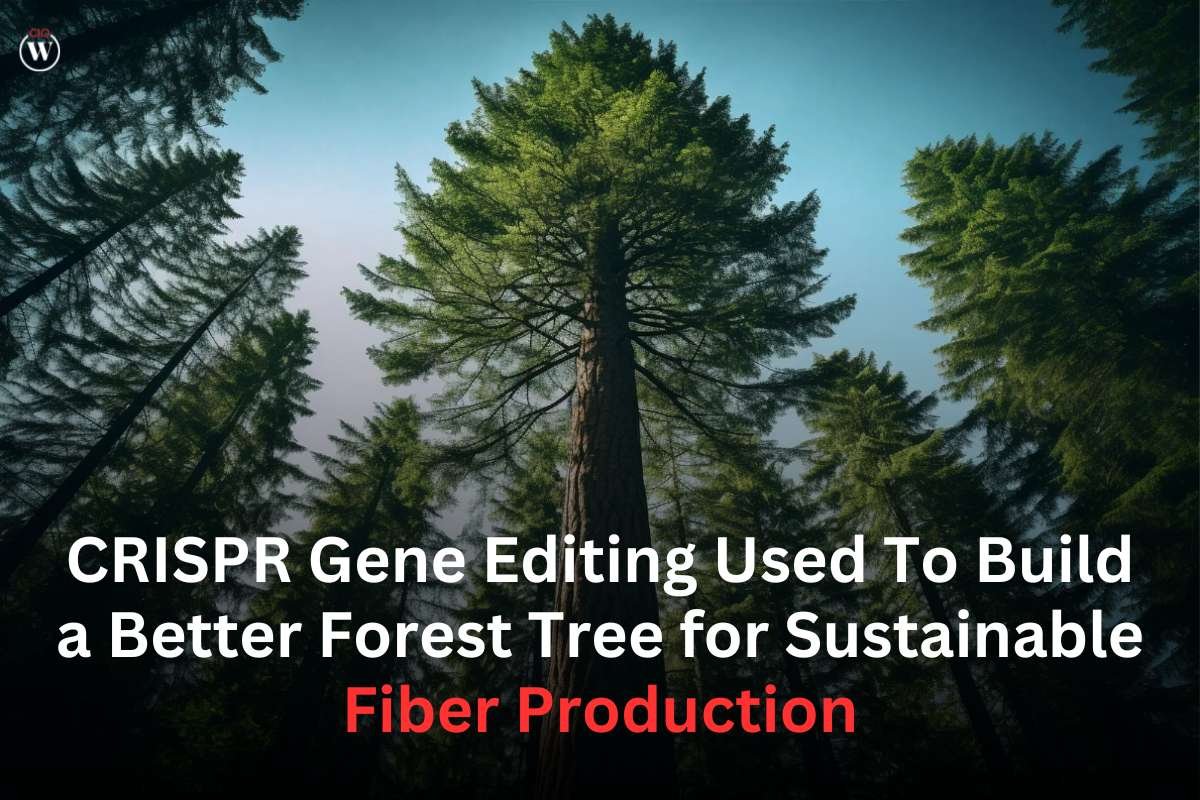 Sustainable Fiber Production: CRISPR Gene Editing Used To Build a Better Forest Tree | CIO Women Magazine