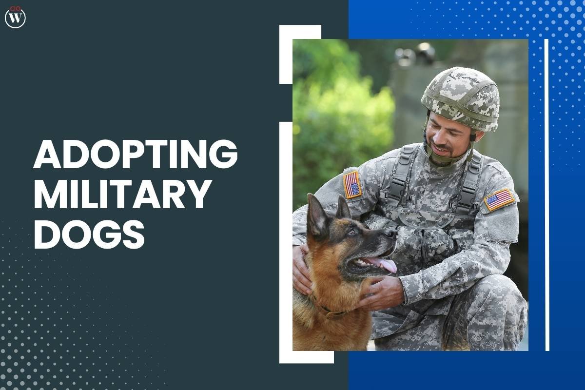 The Noble Journey of Adopting Military Dogs: A Tale of Courage and Compassion
