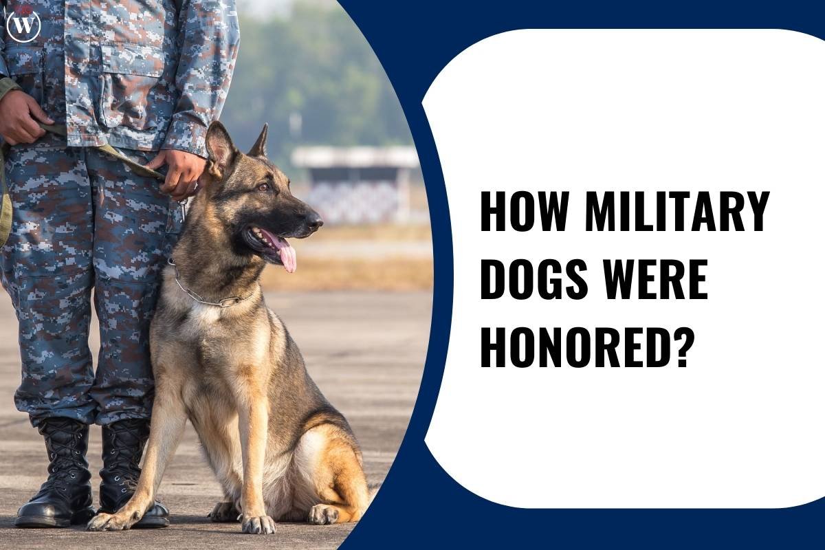 How Military Dogs Were Honored? Recognizing the Contributions of Our Four-Legged Heroes