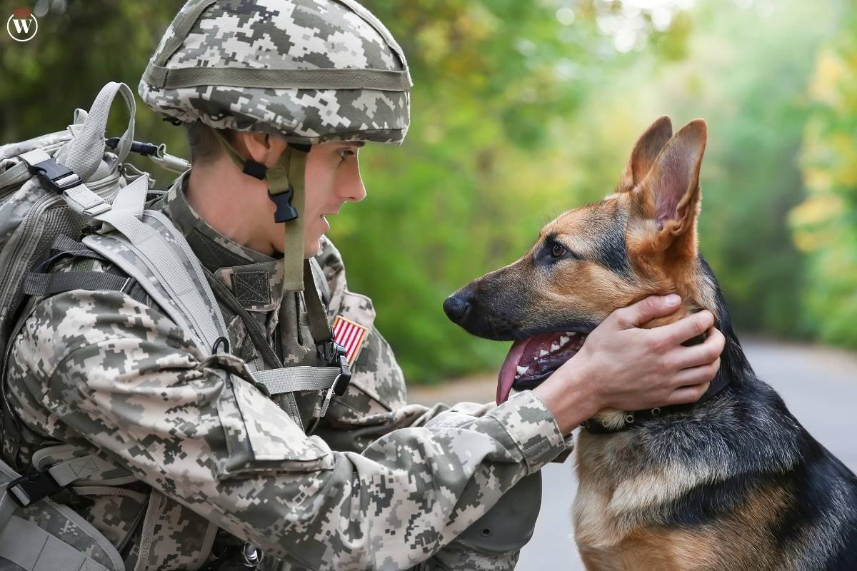 Adopting Military Dogs: A Tale of Courage and Compassion | CIO Women Magazine