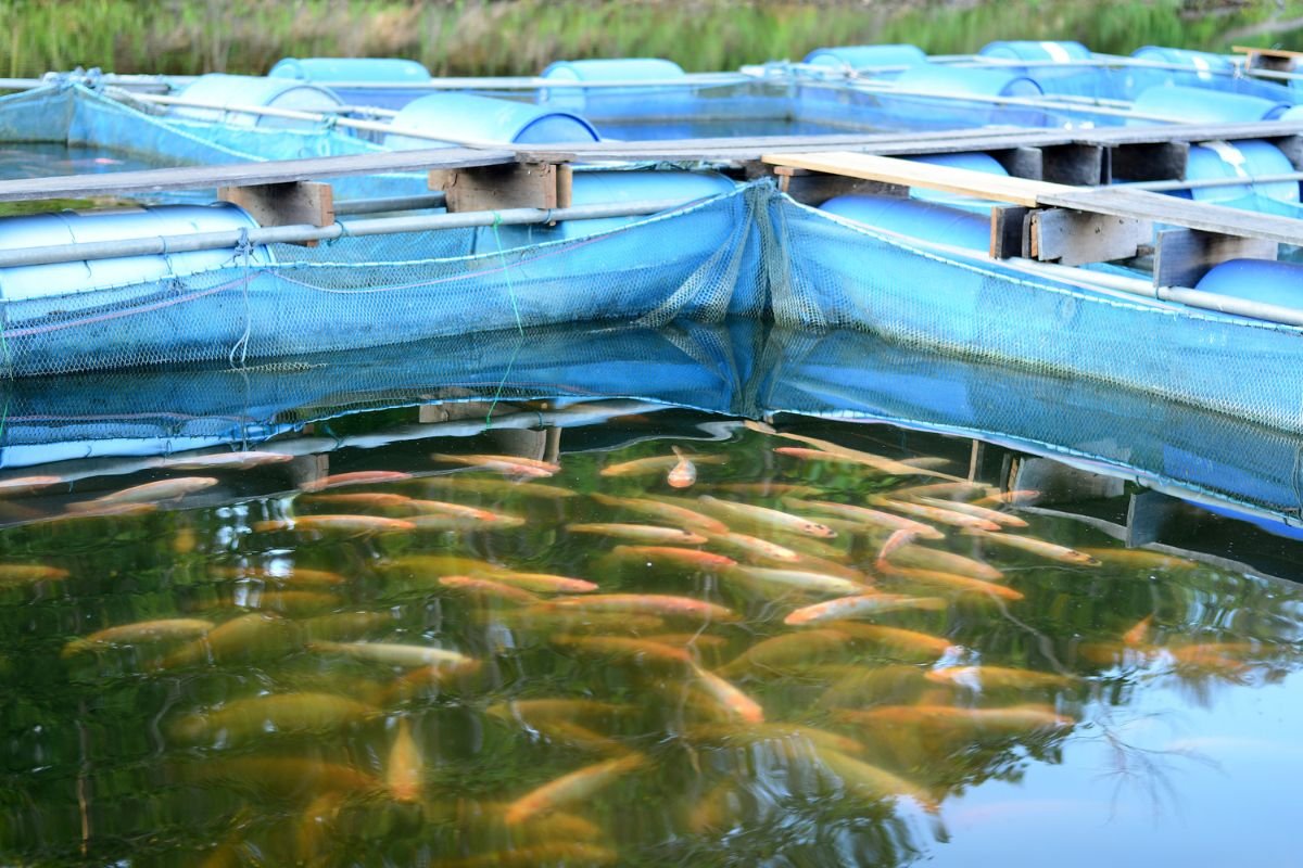 AI in Fish Farming: Revolutionizing Aquaculture | CIO Women Magazine