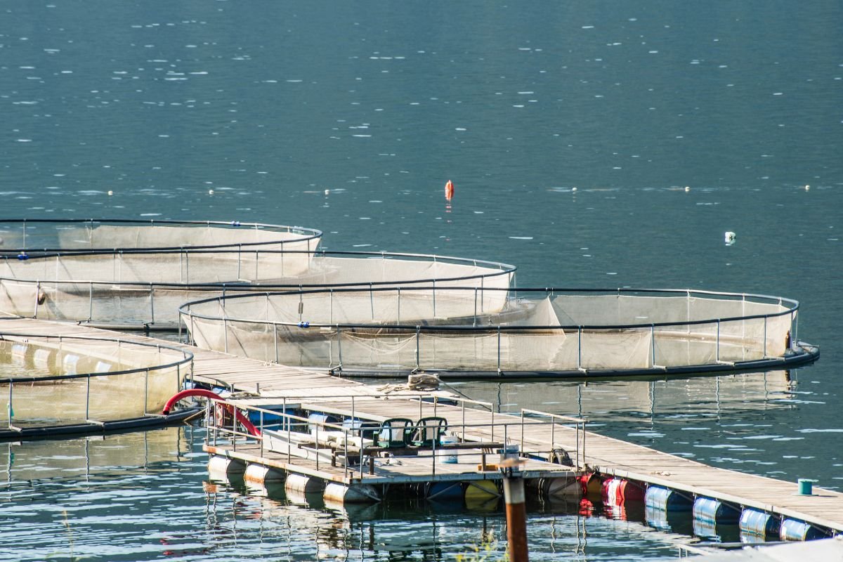 AI in Fish Farming: Revolutionizing Aquaculture | CIO Women Magazine