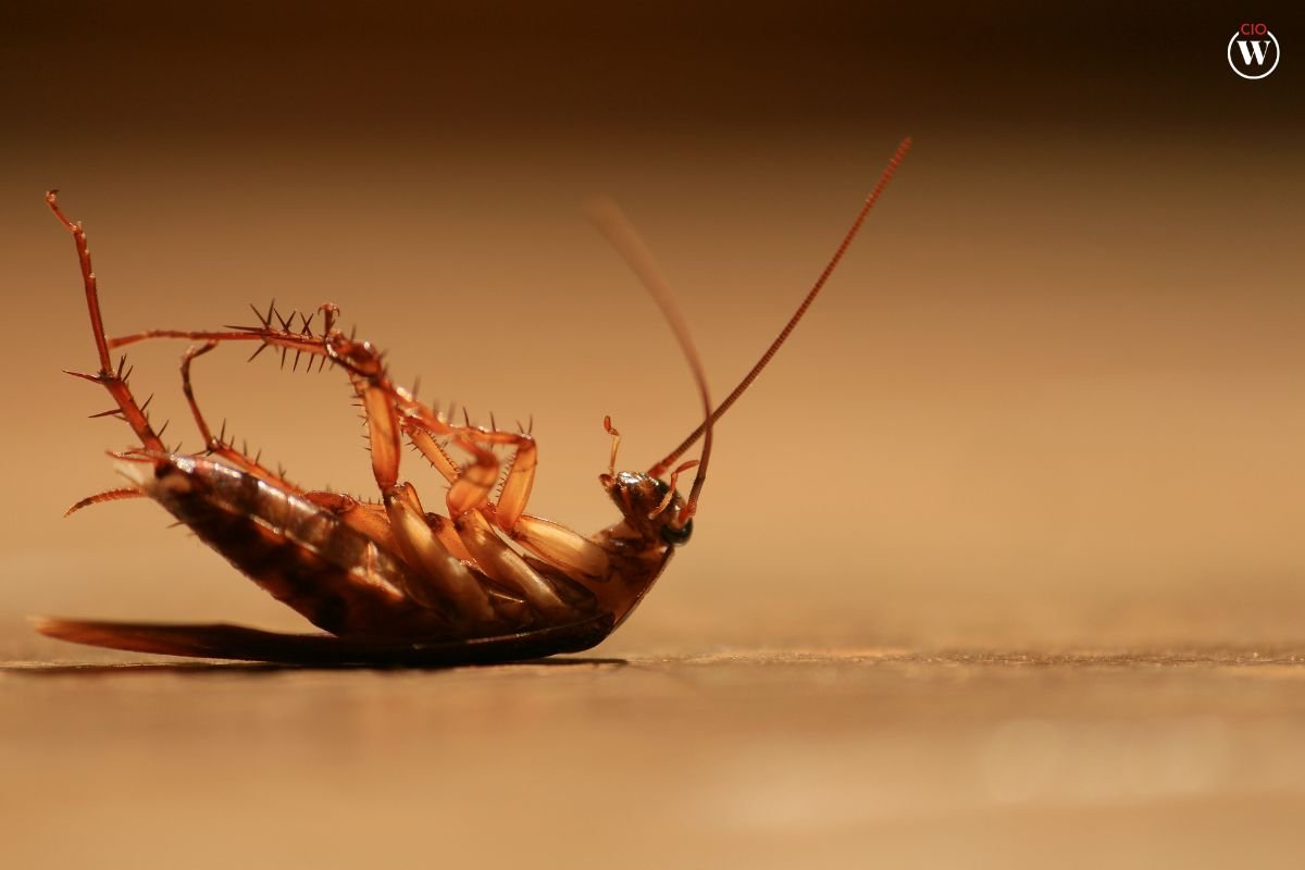 4 Benefits Of Regular Restaurant Pest Control | CIO Women Magazine