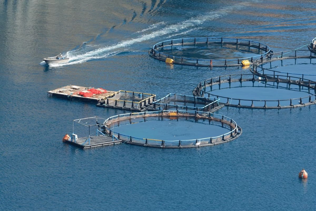 AI in Fish Farming: Revolutionizing Aquaculture | CIO Women Magazine