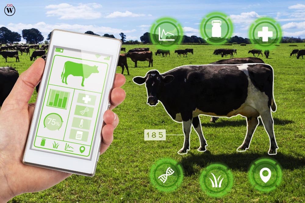 AI in Livestock Management: Revolutionizing Farming | CIO Women Magazine