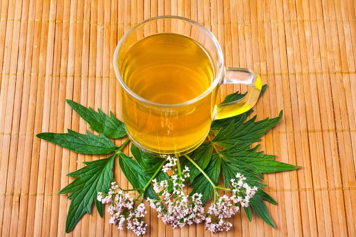 6 Best Herbal Teas for Anxiety That You Can Try Today | CIO Women Magazine 