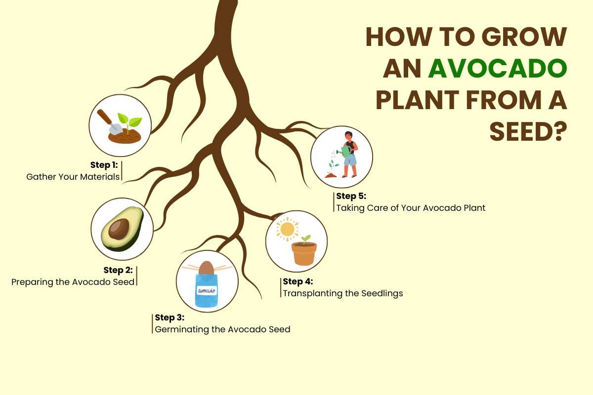 How to Grow an Avocado Plant From a Seed? Step-by-step Guide! | CIO Women Magazine