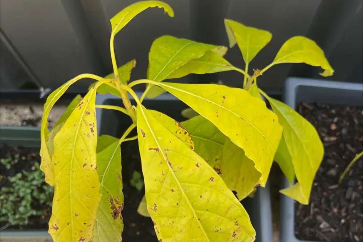 How to Grow an Avocado Plant From a Seed? Step-by-step Guide! | CIO Women Magazine