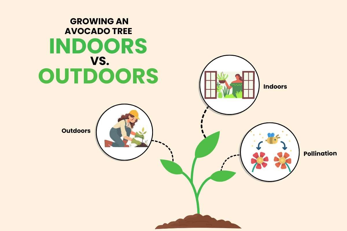 How to Grow an Avocado Plant From a Seed? Step-by-step Guide! | CIO Women Magazine