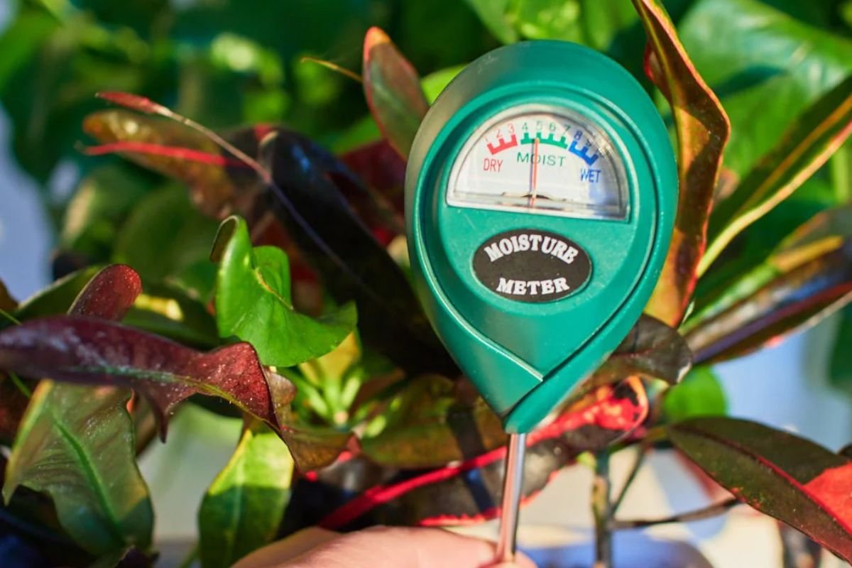 Smart Plant Sensors to Keep Your Green Space Thriving | CIO Women Magazine