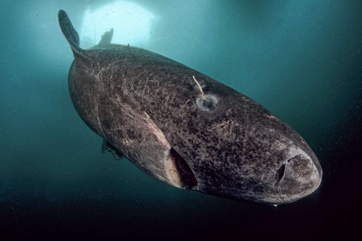 Top 5 Longest Living Animals in the World | CIO Women Magazine