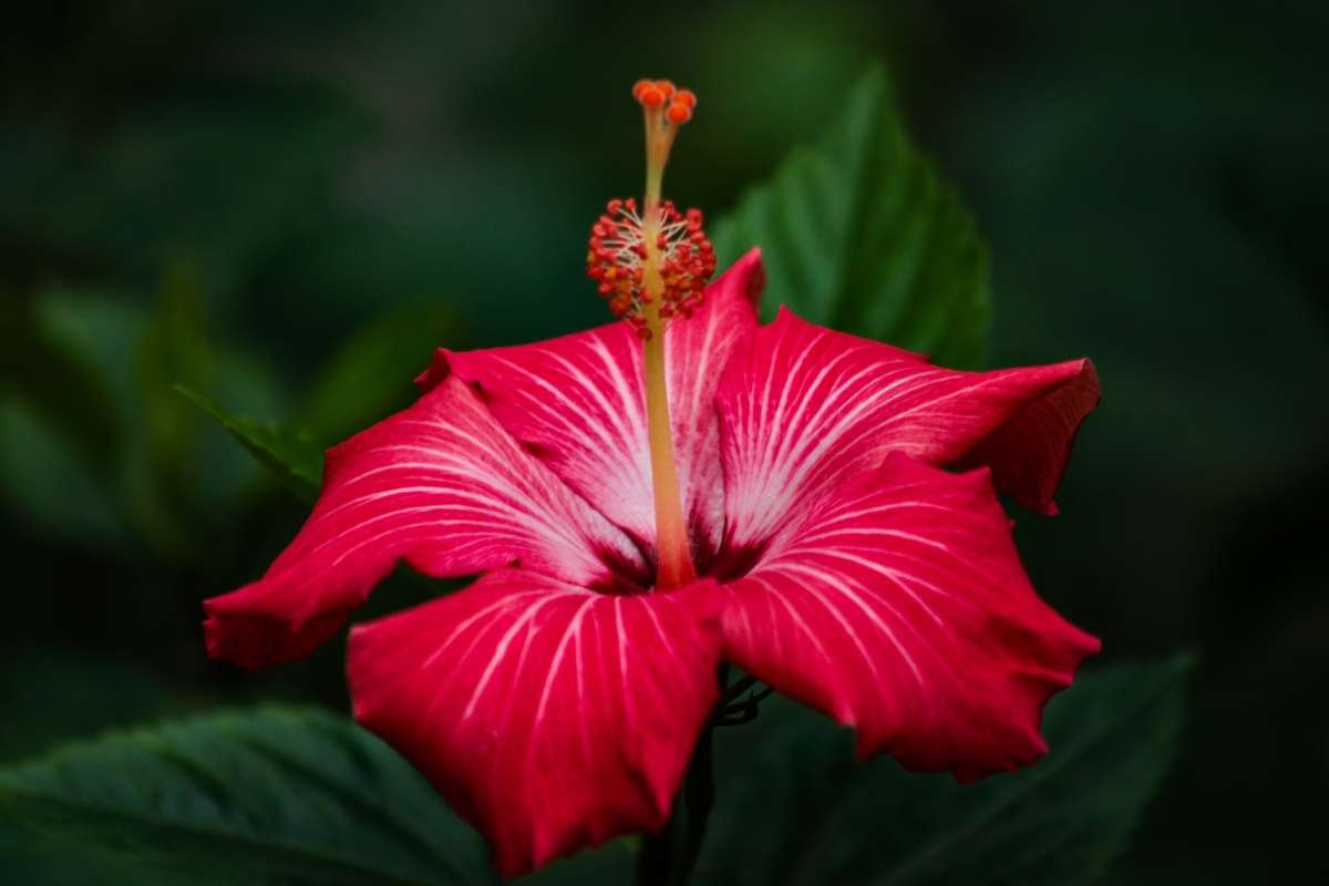 Top 20 Most Beautiful Flower in the World | CIO Women Magazine