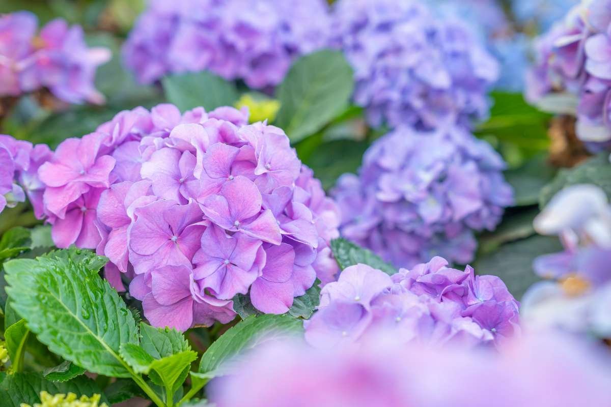 Top 20 Most Beautiful Flower in the World | CIO Women Magazine