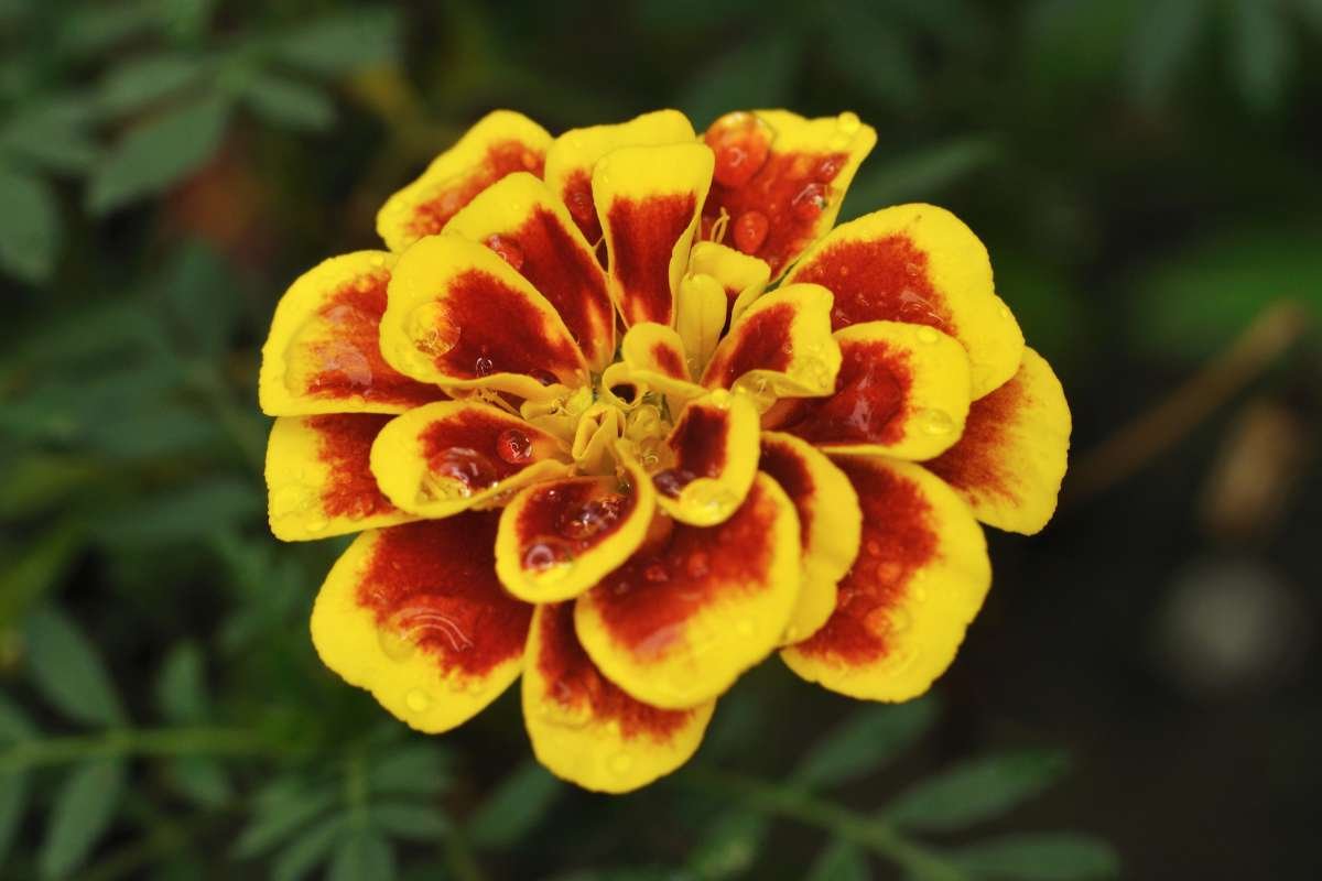 Top 20 Most Beautiful Flower in the World | CIO Women Magazine