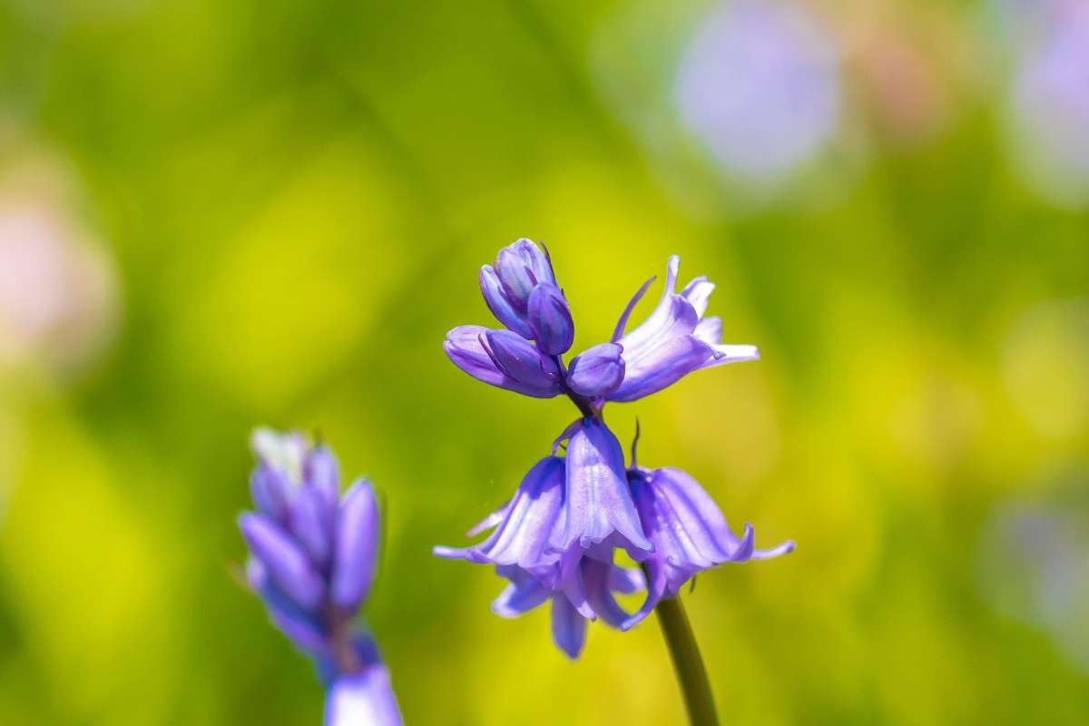 Top 20 Most Beautiful Flower in the World | CIO Women Magazine