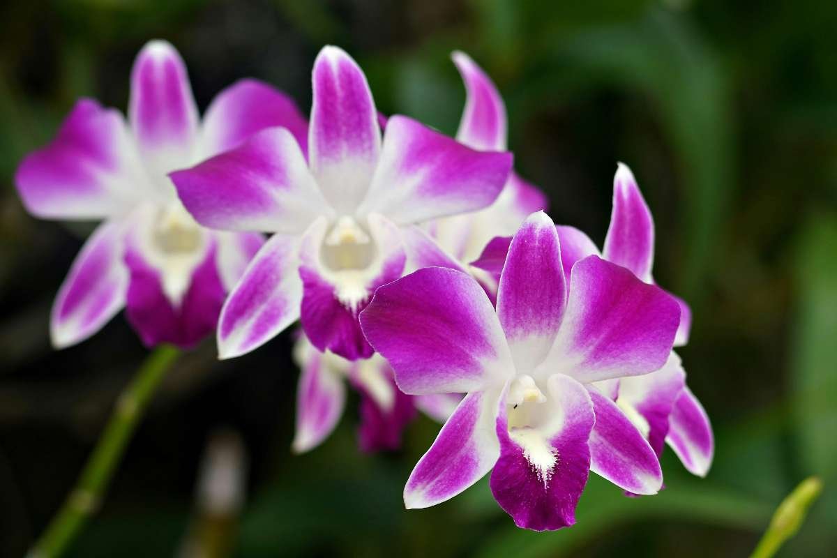 Top 20 Most Beautiful Flower in the World | CIO Women Magazine