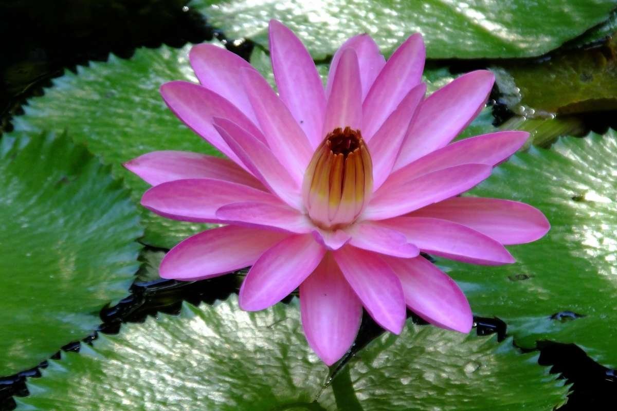 Top 20 Most Beautiful Flower in the World | CIO Women Magazine