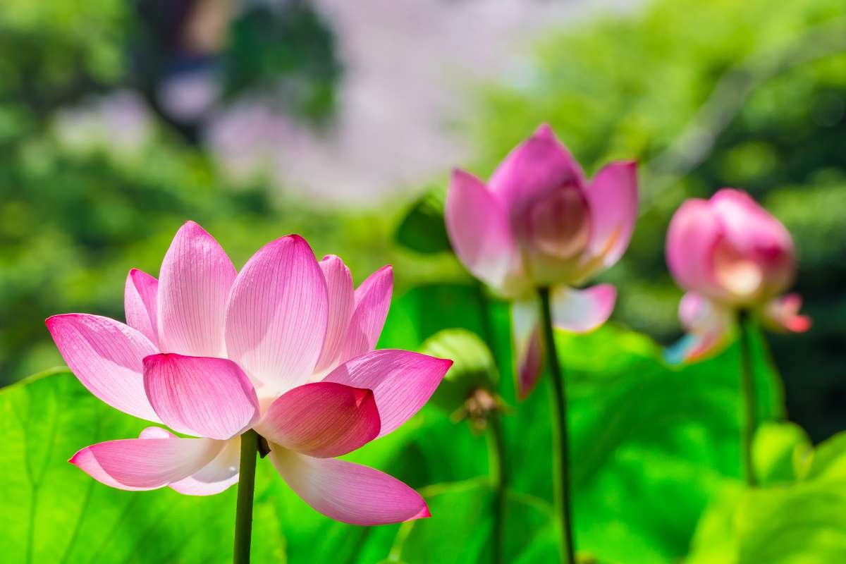 Top 20 Most Beautiful Flower in the World | CIO Women Magazine