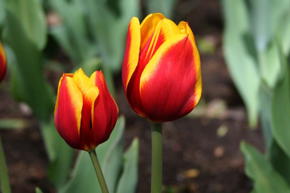 Top 20 Most Beautiful Flower in the World | CIO Women Magazine