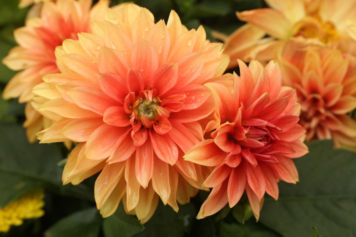 Top 20 Most Beautiful Flower in the World | CIO Women Magazine