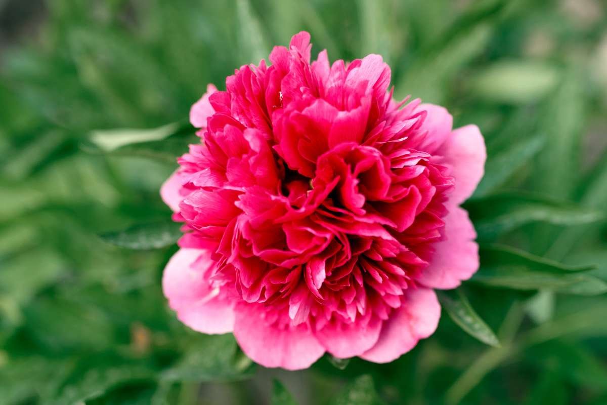 Top 20 Most Beautiful Flower in the World | CIO Women Magazine