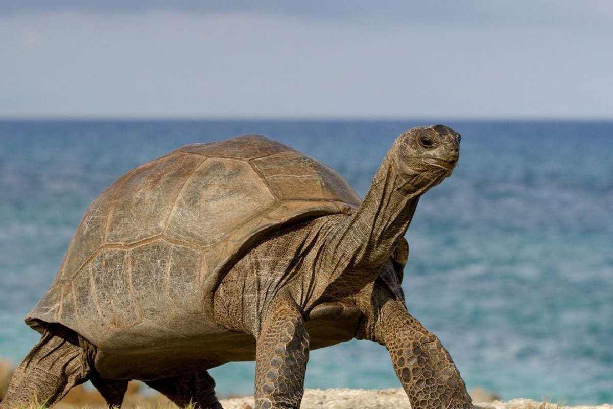 The Fascinating World of the Longest Living Animal