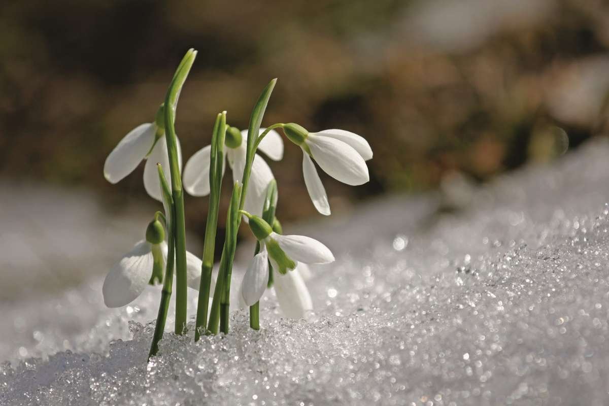 Flowers that Bloom in Winter: Nature’s Cold-Weather Wonders