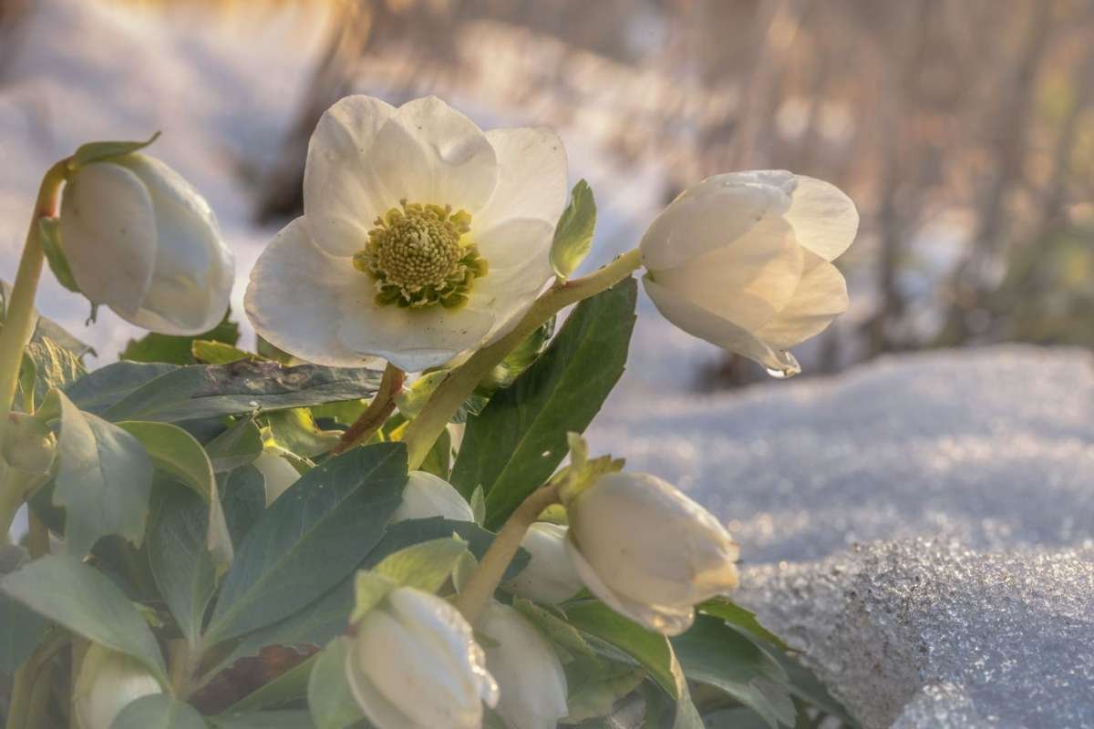 9 Beautiful Flowers that Bloom in Winter | CIO Women Magazine