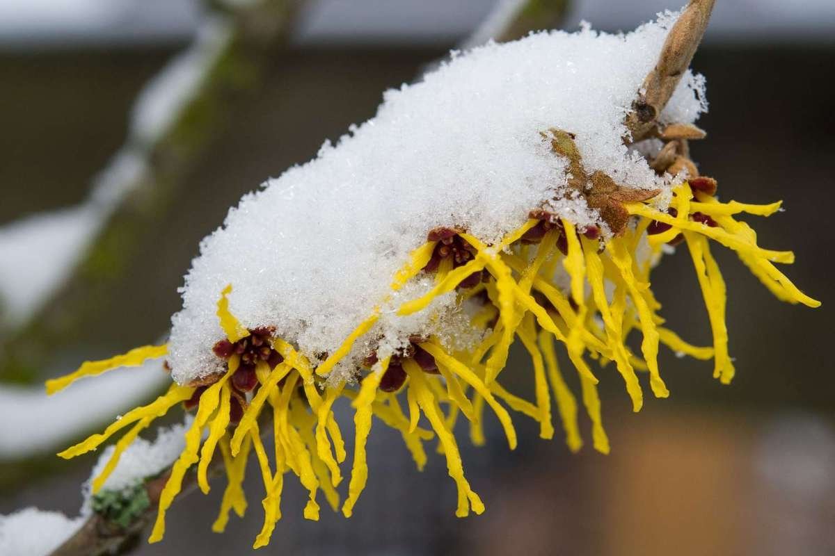 9 Beautiful Flowers that Bloom in Winter | CIO Women Magazine