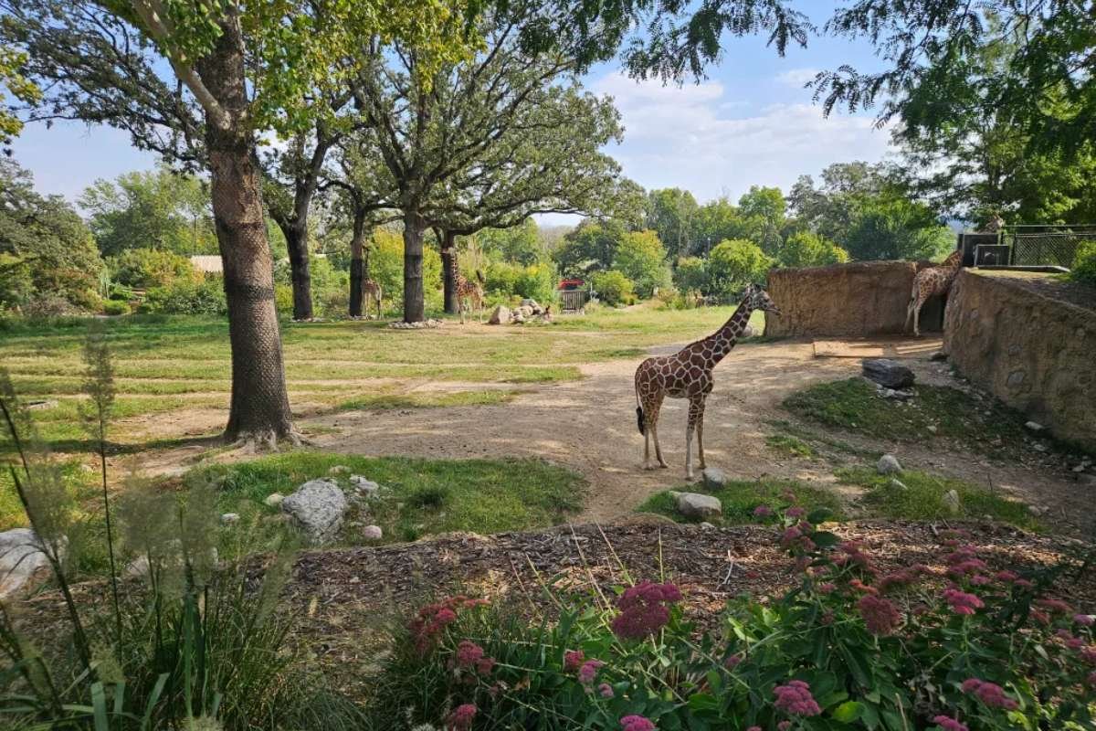 Top 5 Largest Zoo in the World | CIO Women Magazine