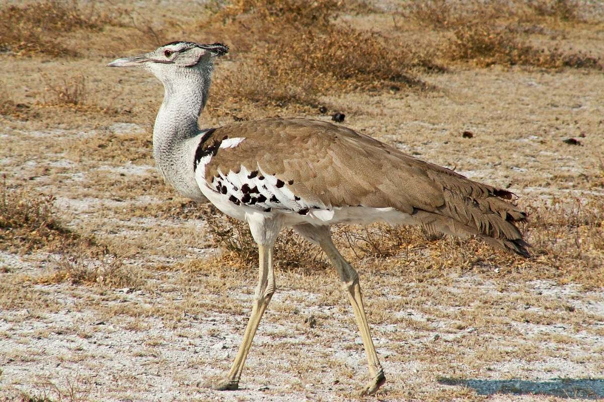 Top 20 Biggest Birds in the World that Redefine Size and Power | CIO Women Magazine