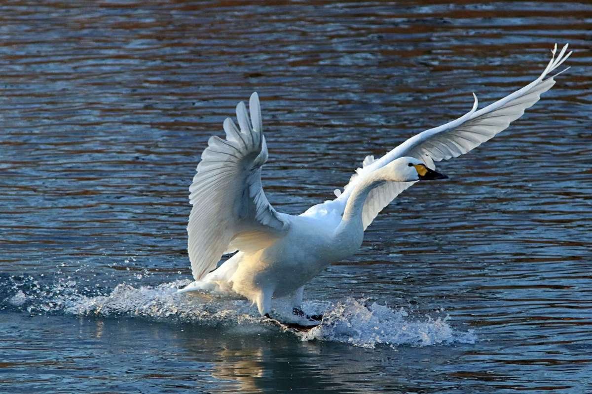 Top 20 Biggest Birds in the World that Redefine Size and Power | CIO Women Magazine