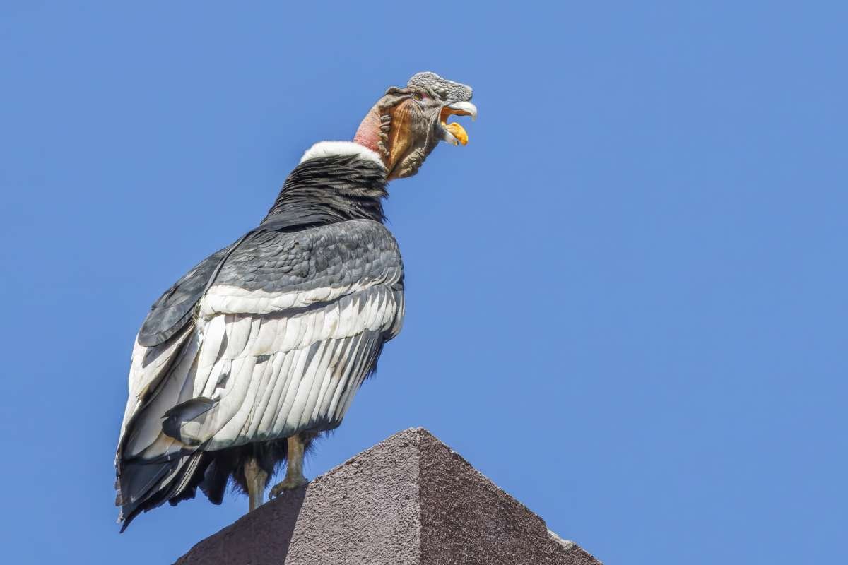 Top 20 Biggest Birds in the World that Redefine Size and Power | CIO Women Magazine