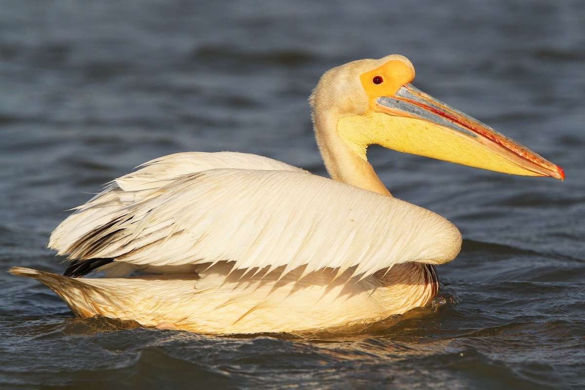 Top 20 Biggest Birds in the World that Redefine Size and Power | CIO Women Magazine