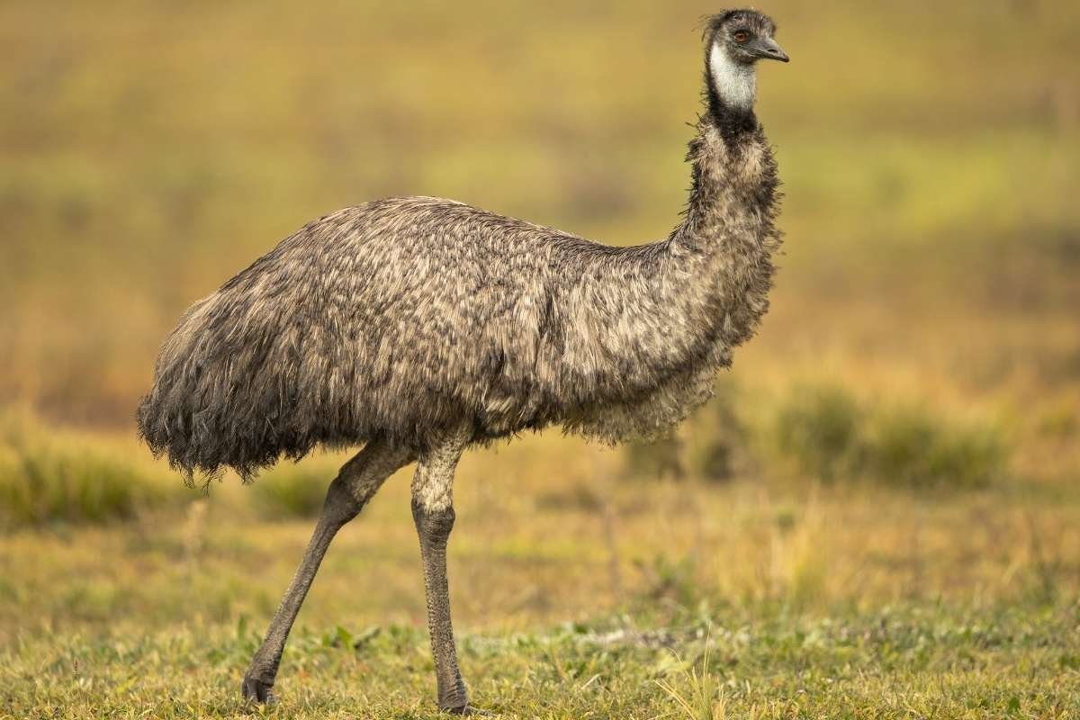 Top 20 Biggest Birds in the World that Redefine Size and Power | CIO Women Magazine