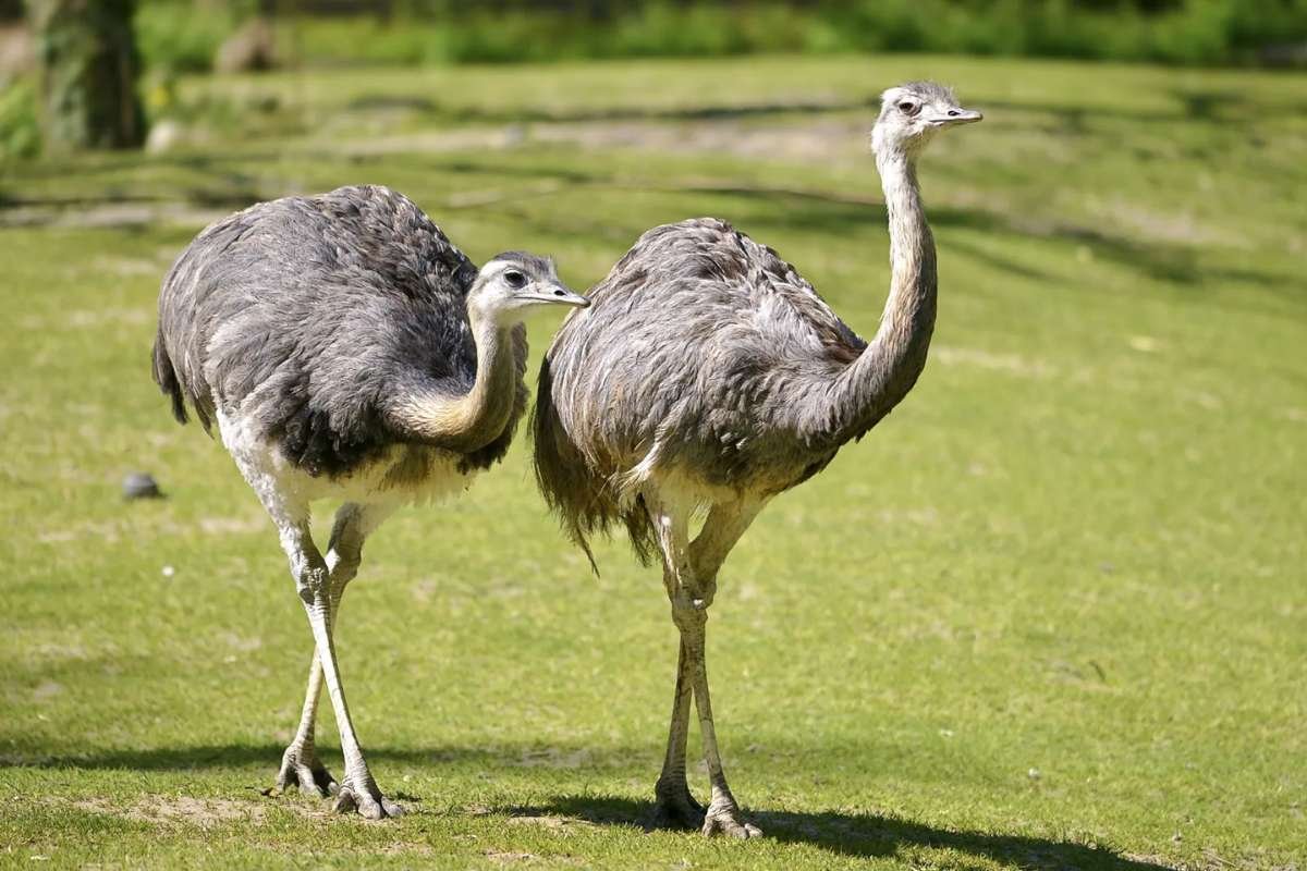 Top 20 Biggest Birds in the World that Redefine Size and Power | CIO Women Magazine