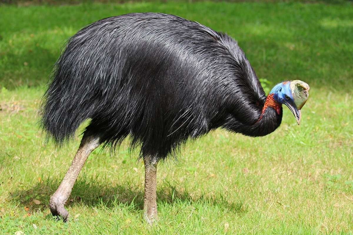 Top 20 Biggest Birds in the World that Redefine Size and Power | CIO Women Magazine