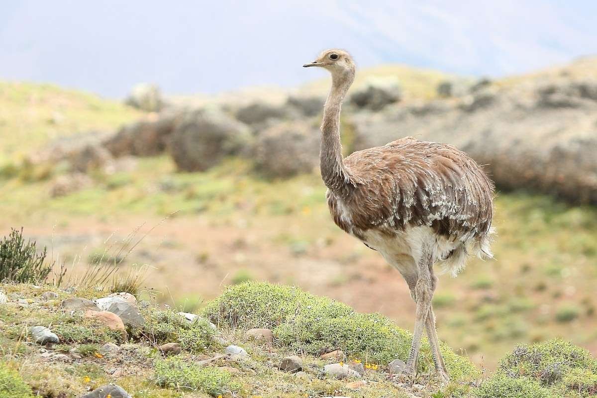 Top 20 Biggest Birds in the World that Redefine Size and Power | CIO Women Magazine