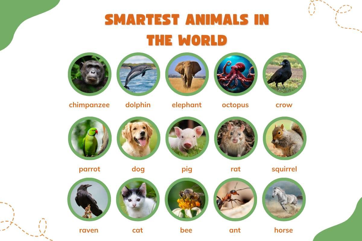 Smartest Animals in the World | CIO Women Magazine